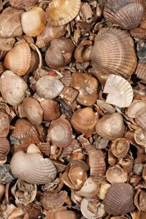 Snelle Levering Schelpen (schoongewassen)