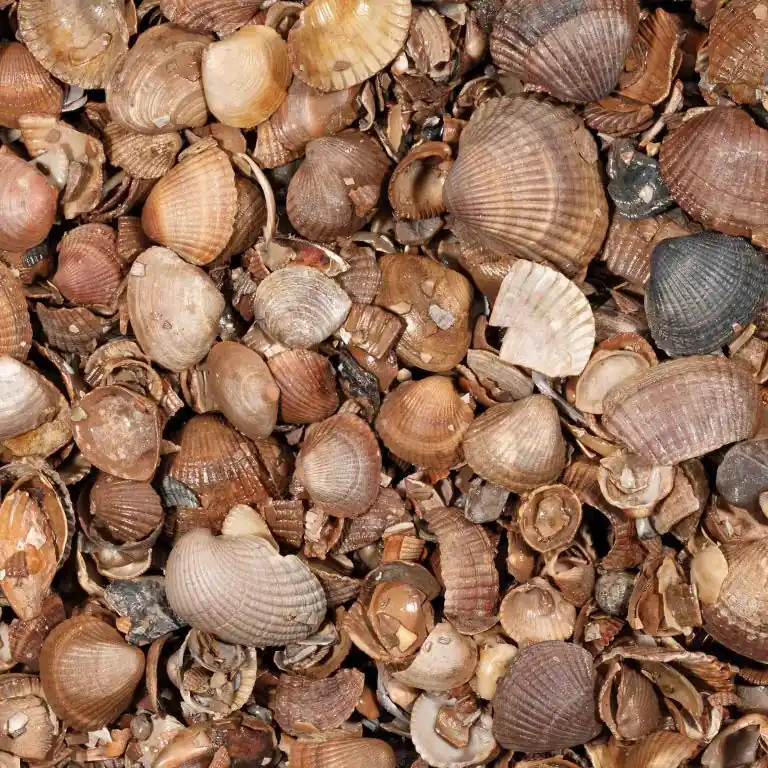 Snelle Levering Schelpen (schoongewassen)